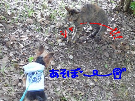 ネコさん
