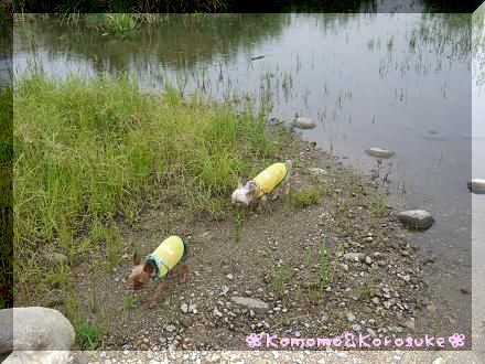 雨降り