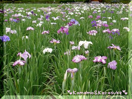 菖蒲園