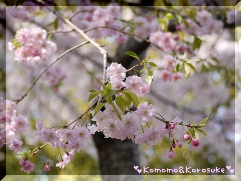 桜