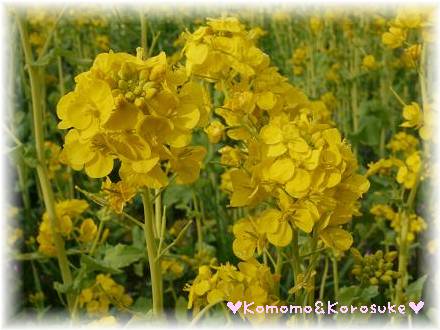 菜の花畑
