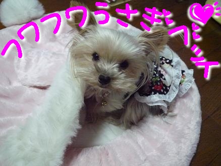 ウサギベット