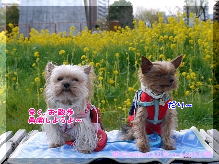 だり～