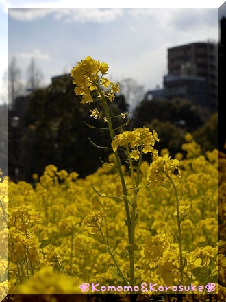 菜の花