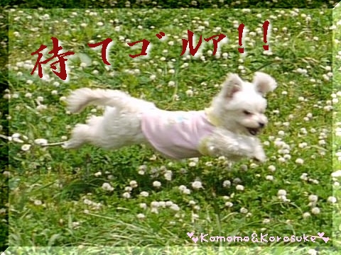 まてー！