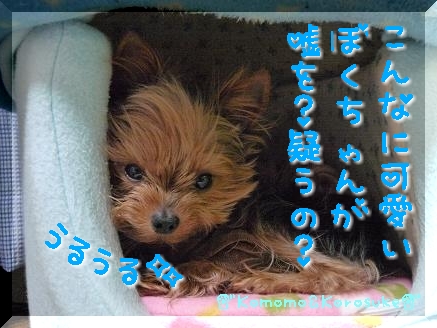 ウルウルコロ