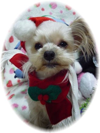 クリスマス