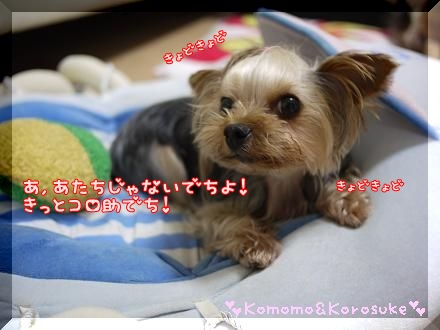 きょどきょど