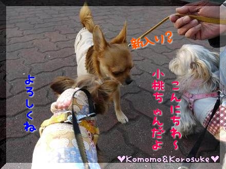 新入り
