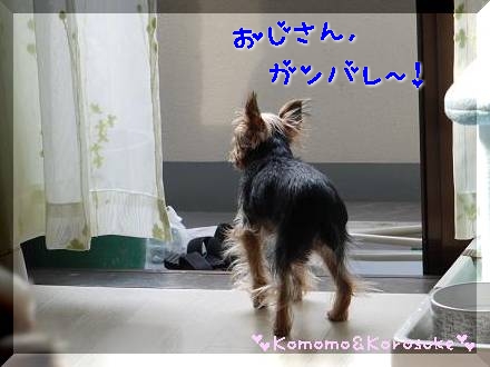 応援