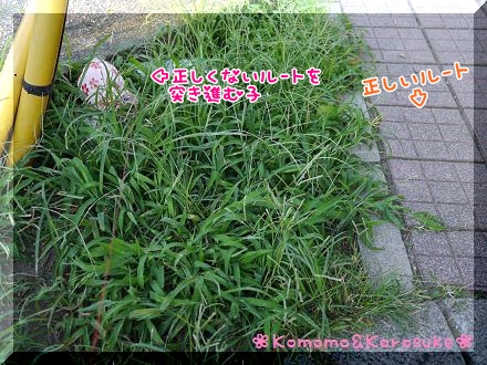 草むら