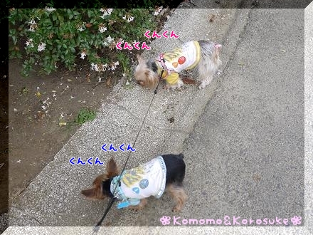 くんくん