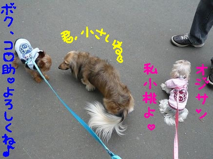 ダックス