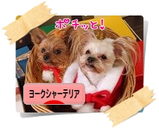 ポチッと