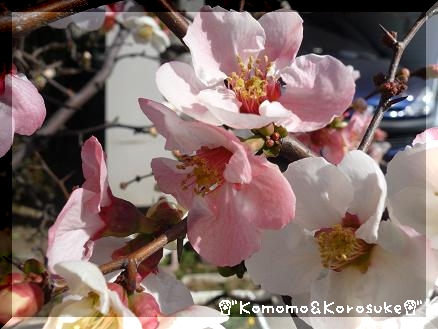 梅の花