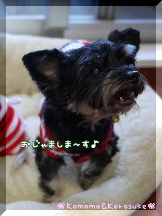 犬太君