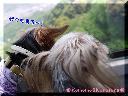 キョロキョロ