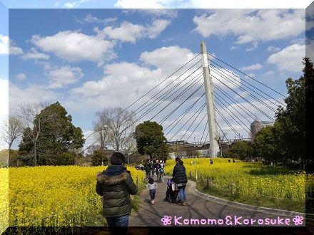 菜の花畑