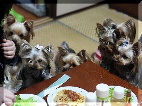 食いしん坊達