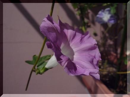 お花