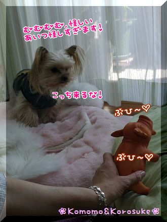 ビビリ小桃