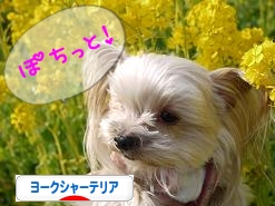ポチッと！