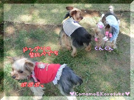 ドングリの背比べ