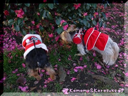 山茶花クンクン