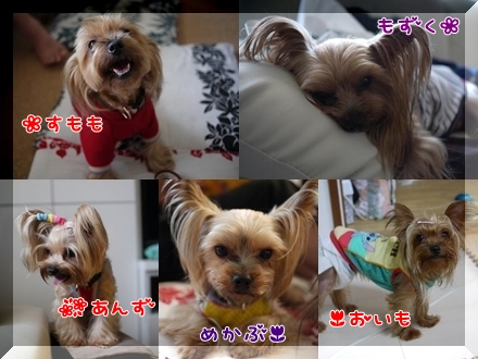 すももずくファミリー