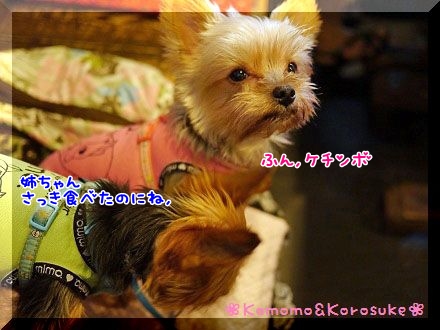 ケチンボ