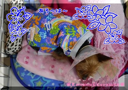 あろ～は～