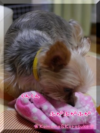 くんくん