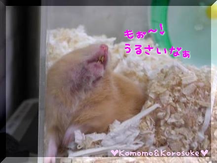 うるさいなぁ