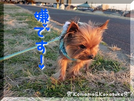 いやコロ