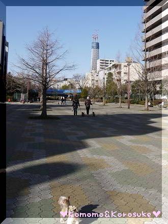 スカイツリー
