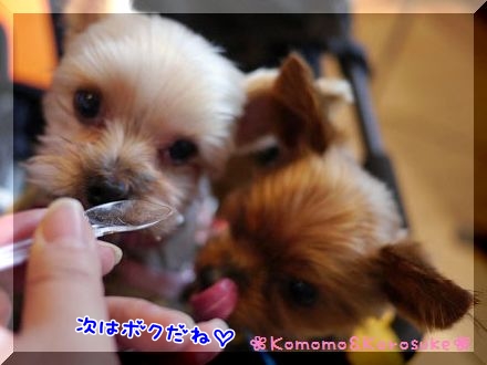 お楽しみ