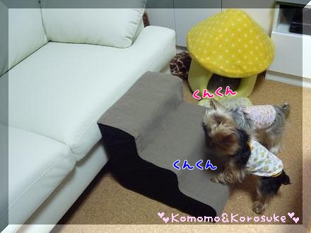 クンクン
