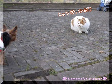 ニャンだ