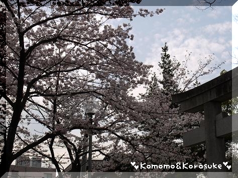 近所の桜