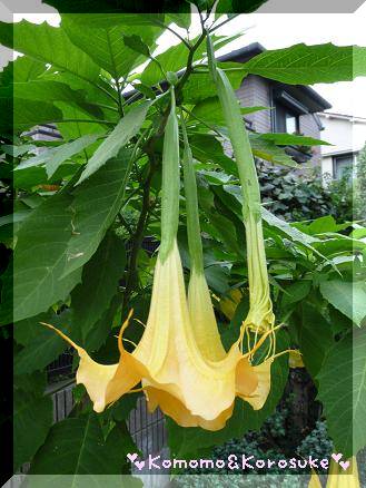 何の花？