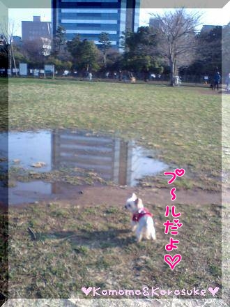 水溜まり