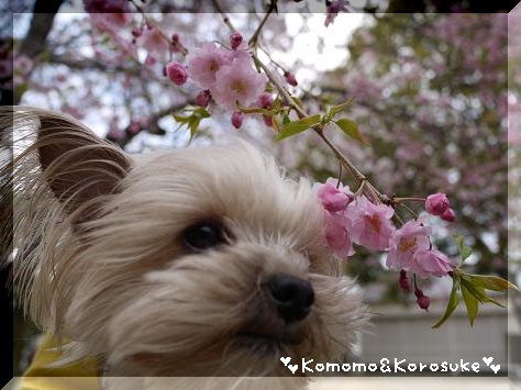しだれ桜と小桃