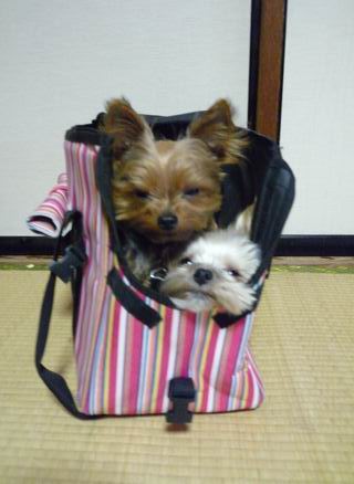 In　バッグ