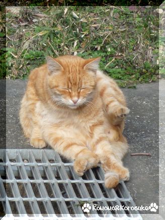 猫さん