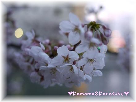 桜