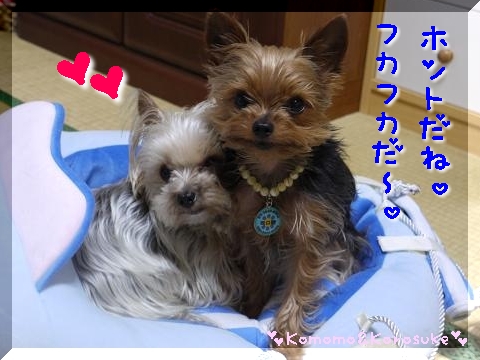 フカフカ～