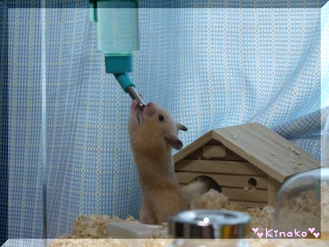 ゴクゴク