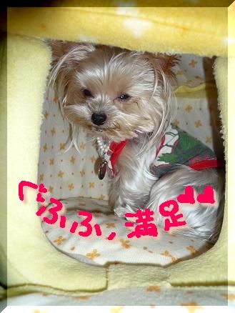かぼちゃプリン