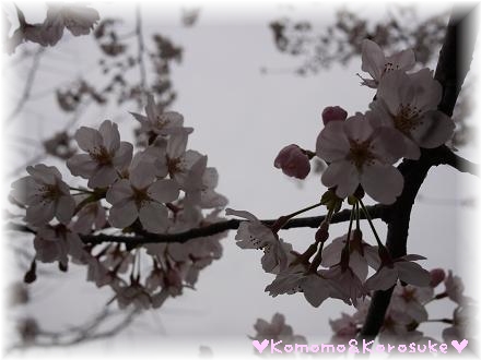 桜