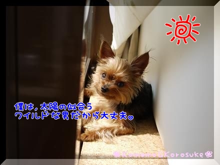 ワイルド